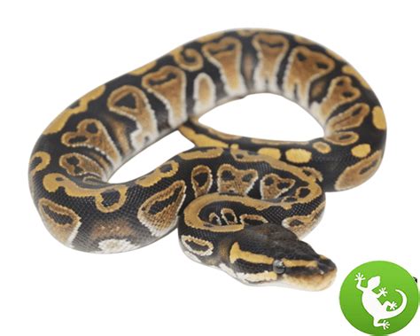 Image result for Ball Python 1 Year Old
