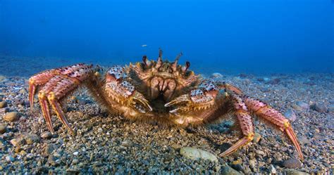Картинки краба из моря (70 фото)