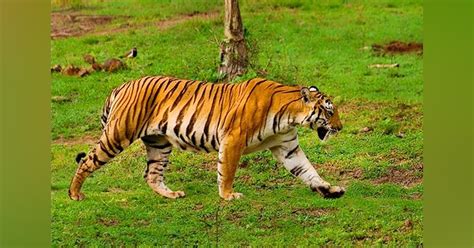 Nagarhole National Park, Karnataka | LBB