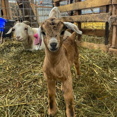 How to set up goat kidding pens - Grazing with Leslie