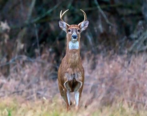 Ohio’s 2024 Muzzleloader Deer Hunting Season Results - Scioto Post