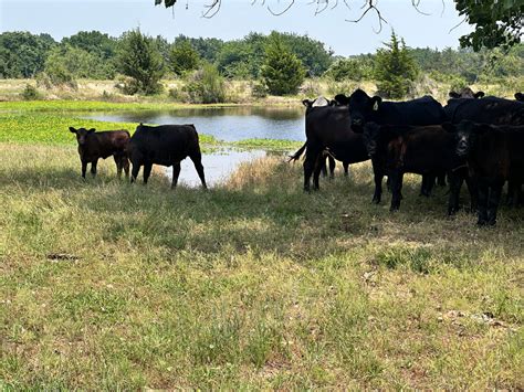 Image result for Field Beef Processing