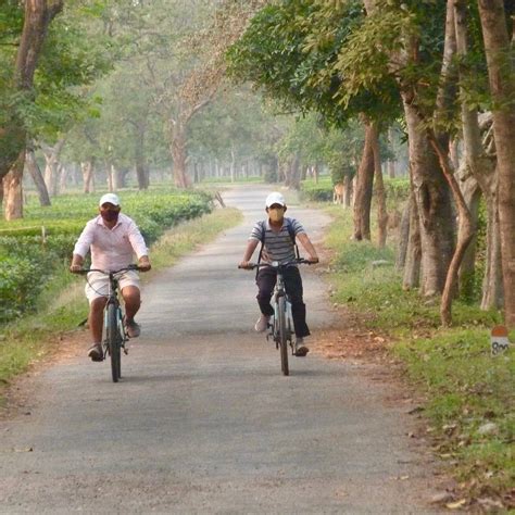 Electrifying! – Nuxalbari Tea Co Pvt. Ltd.