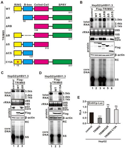 Tripartite Motif-Containing Protein 65 (TRIM65) Inhibits Hepatitis B ...