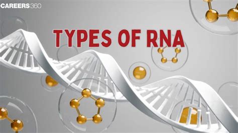 Types of RNA and the Process of Transcription