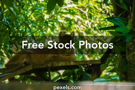 Puma Sounds 的图像结果