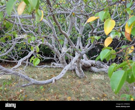 Manchineel (Hippomane mancinella Stock Photo - Alamy