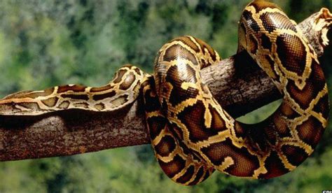 Image result for Python Eating an Alligator