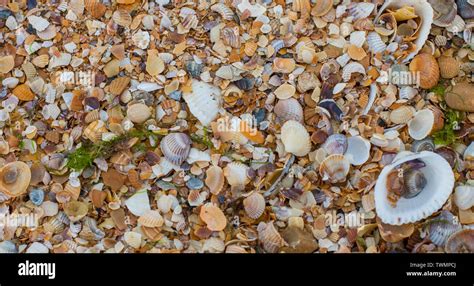 Image result for Colorful Sea Shells On Beach