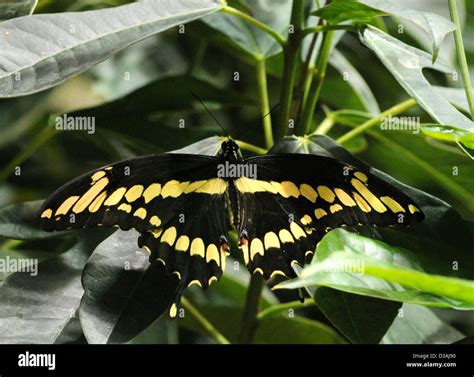 Yellow And Black Striped Butterfly