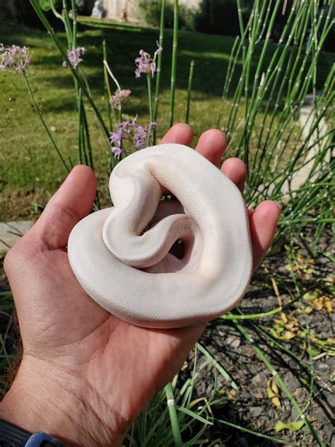 Image result for Super Bamboo Ball Python