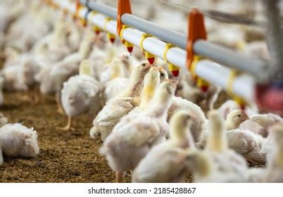 Image result for Cickle Computer