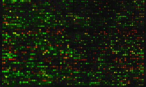 Image result for Microarray Analysis Tool