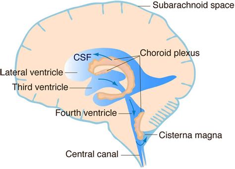 CSF rhinorrhea causes, symptoms, diagnosis, treatment & prognosis - what is rhinorrhea