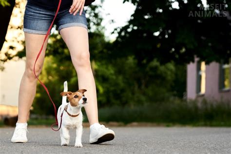 Image result for Mini Stumpy Jack Russell