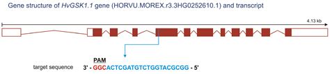 HvGSK1.1 Controls Salt Tolerance and Yield through the Brassinosteroid ...