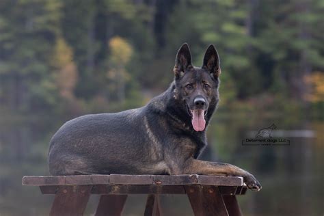 Do German Shepherds make good family protection dogs? | Deterrent Dogs LLc