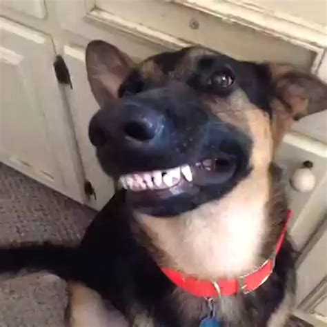 Famous Dog Smirking Meme Ideas - msfanni