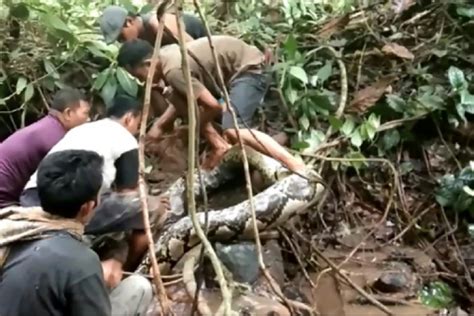 Image result for Giant.python Found in Indonesian