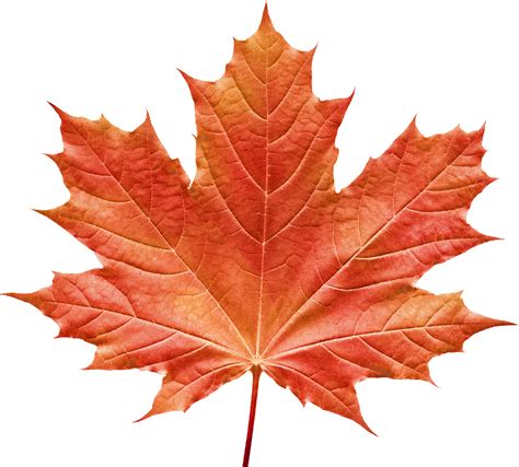 Maple Leaf Clipart Free at Sharon Melton blog