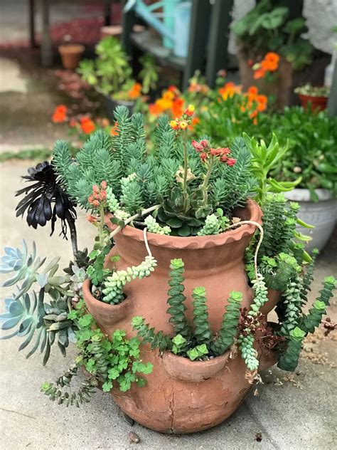 Strawberry Pot Planting Ideas at Julia Belcher blog