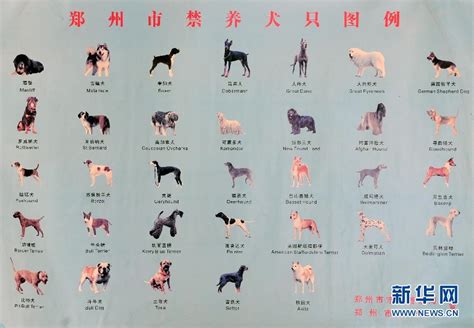 拟定养犬条例实施细则34种大型犬禁止豢养 9月1日起郑州犬类大普查_新闻中心_新浪网