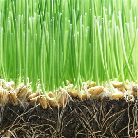 Grass Seed Cost Per M2 at Eugene Bergeron blog