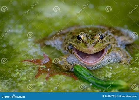 Smiling Frog in Water. One Common Frog with Open Mouth in Vegetated ...