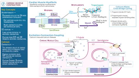 Physiology: Cardiac Muscle Contraction | ditki medical & biological sciences