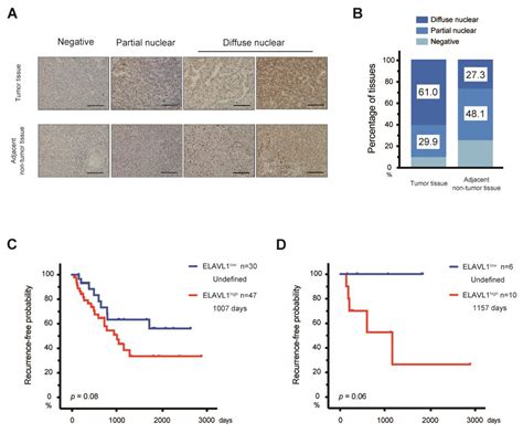 The RNA-Binding Protein ELAVL1 Regulates Hepatitis B Virus Replication ...