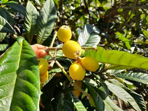 Image result for Fruit Tree Varieties