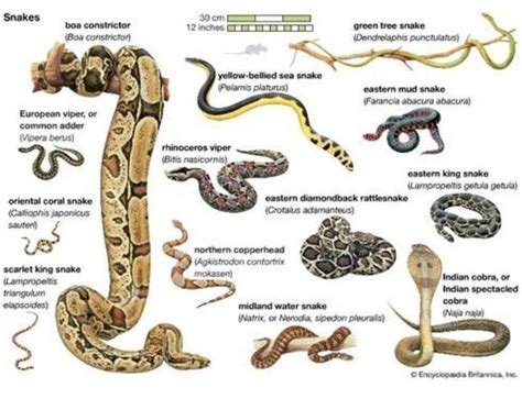 There are nearly..... species of snake - Brainly.in