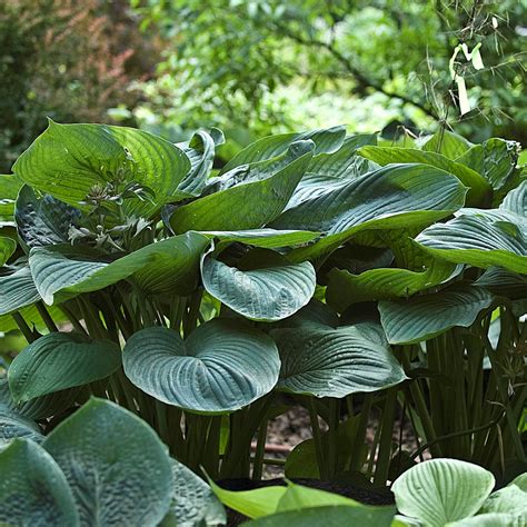 Hosta 'Empress Wu' (Funkia) - Lundagers Gartneri