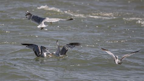 South Haven Summer Solstice 2022 - mlive.com