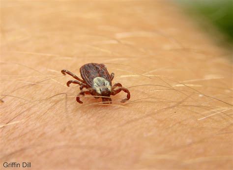 Tick Photos - Cooperative Extension: Tick Lab - University of Maine ...
