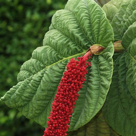 Red-flowered Sea Grape (Coccoloba rugosa) Live Plant – veliyathgardens