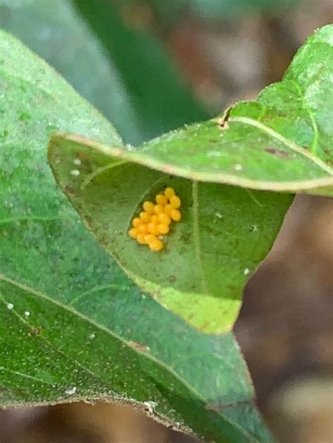 Ladybug Eggs: Everything You Need To Know