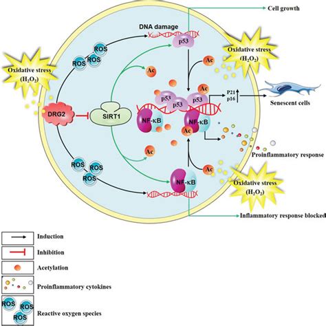 Image result for Basic 2D DRG