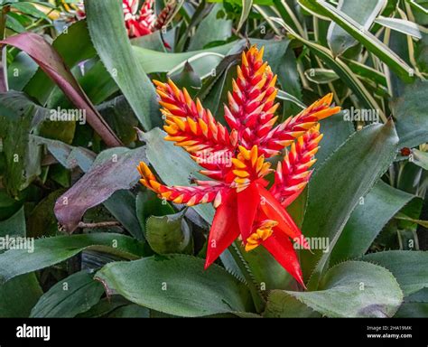 Aechmea Coelestis, tropical blooming plant bright red and yellow Stock ...