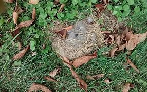 Image result for Torn Apart Rabbit Nest