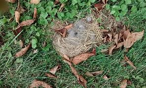 Image result for Extra Large Rabbit Nest Box