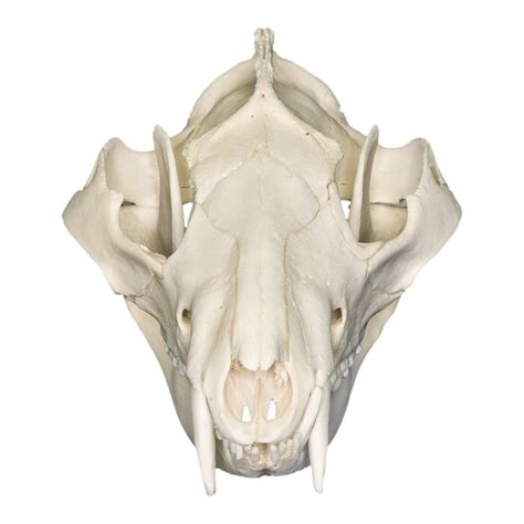 Real American Opossum Skull — Skulls Unlimited International, Inc.