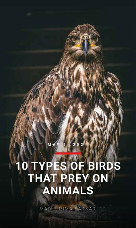 10 types of birds that prey on animals