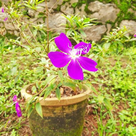 THE TROPICAL BOTANICAL GARDEN & RESEARCH INSTITUTE - All You Need to ...