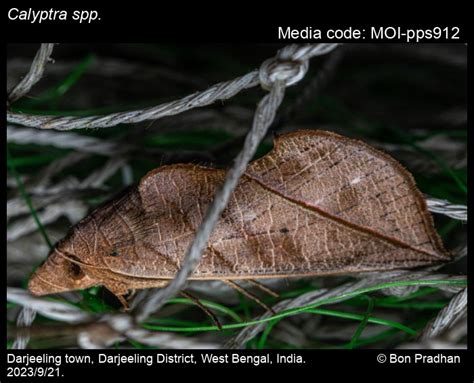 Calyptra spp. Ochsenheimer, 1816 - | Moths