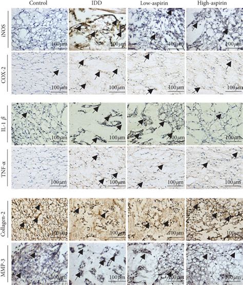 Image result for IHC Staining