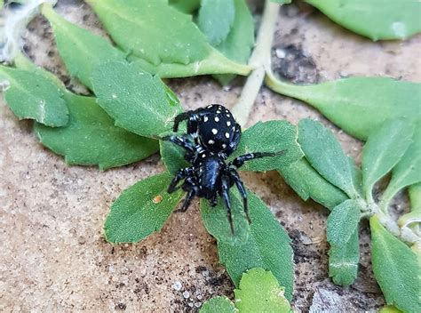 White-spotted Swift Spider (Nyssus albopunctatus) – Ausemade