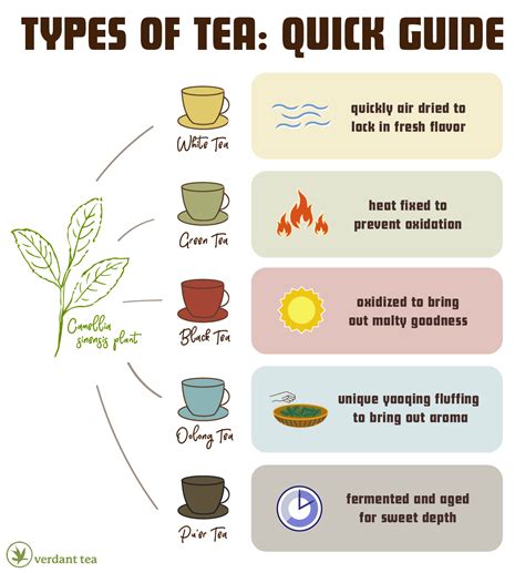 Different Types of Tea: Your Guide to the Perfect Cup - Blog