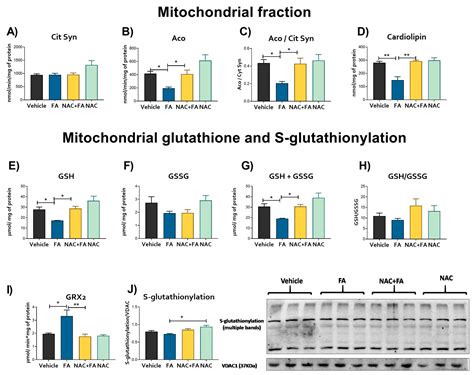 NAC Pre-Administration Prevents Cardiac Mitochondrial Bioenergetics ...