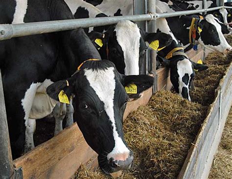 Dioxin und PCB in Rindfleisch: LWK Niedersachsen rät zur Umsicht ...